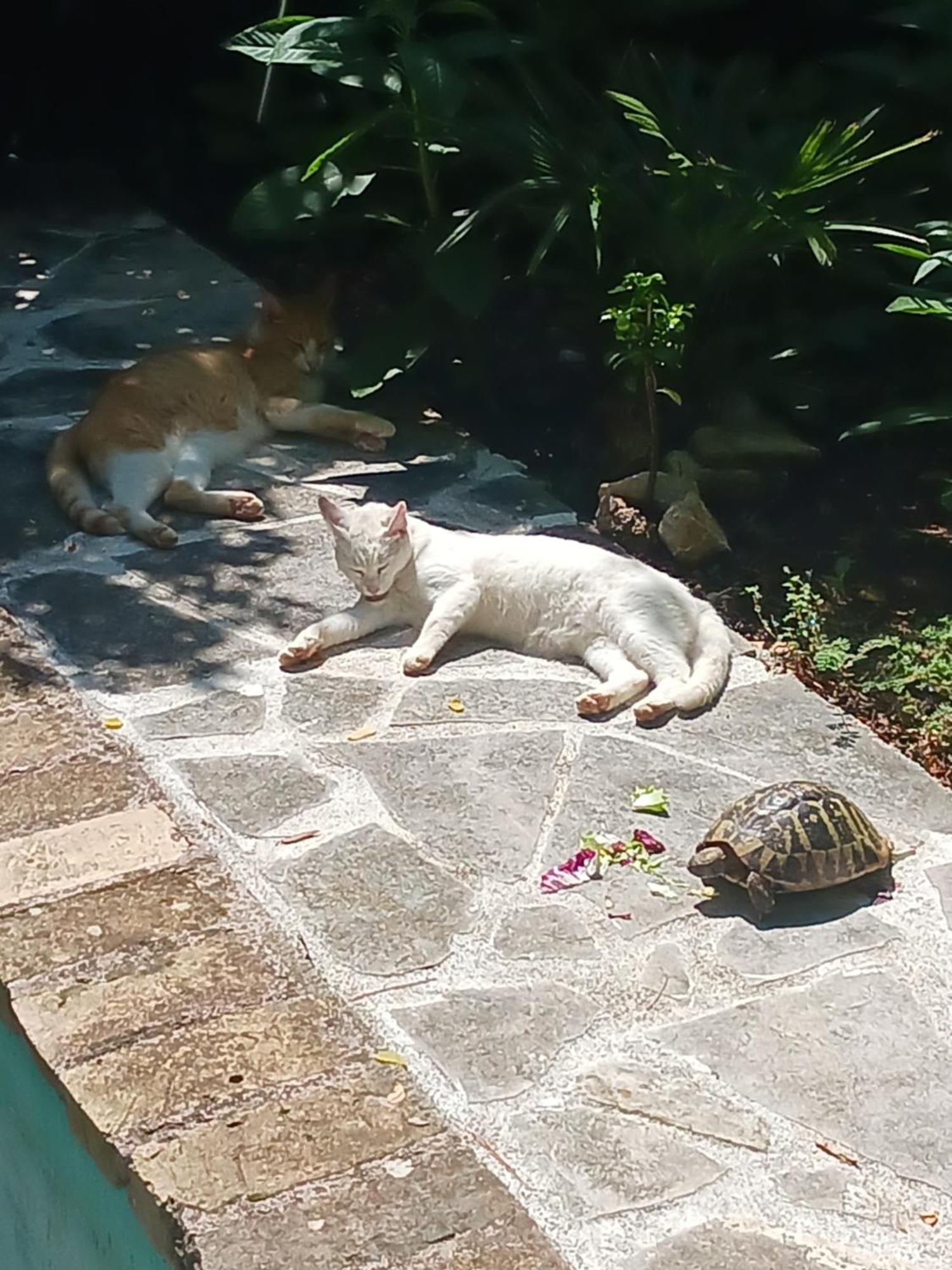 Villa Valkane Pet Friendly 150M From The Stunning Valkane Beach, City Indoor Pools-Fitness And City Mall 普拉 外观 照片